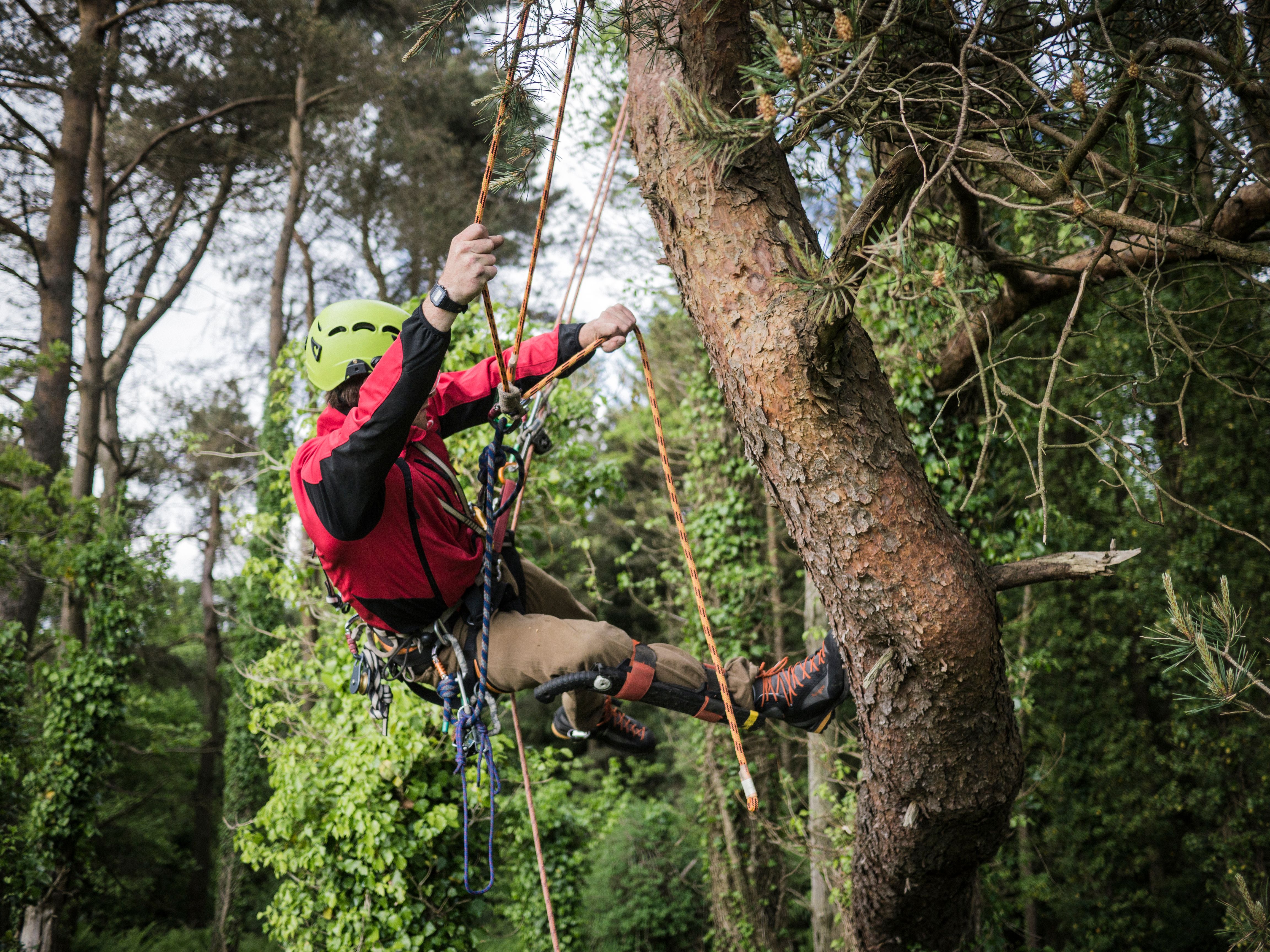 Professional arborist inspecting a tree